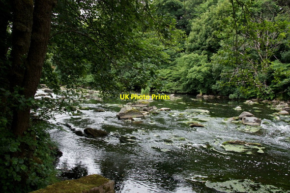 Photo 6"x4" River Almond at Cramond Braepark c2013