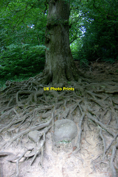 Photo 6"x4" Beech roots beside the Almond at Cramond Cramond c2013