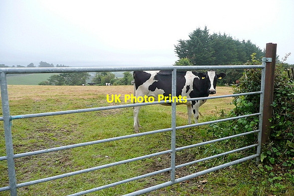 Photo 6"x4" Cattle at Meenies Lower Drimoleague c2013