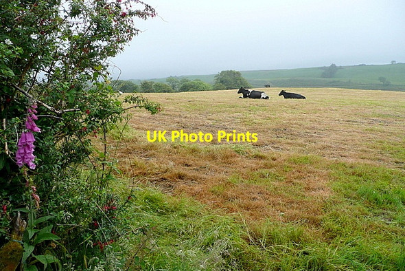 Photo 6"x4" Cattle at Meenies Lower Drimoleague c2013 P1