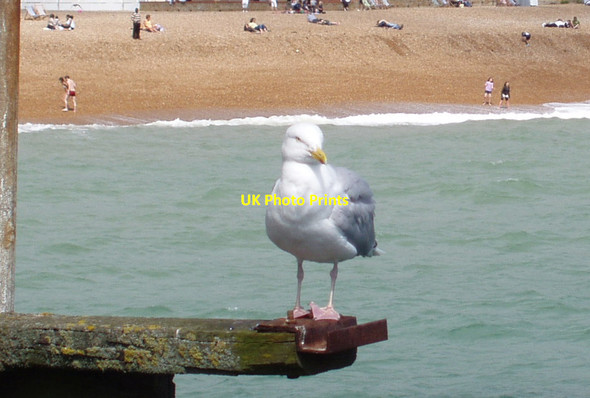Photo 6"x4" Vantage point Kemp Town c2009