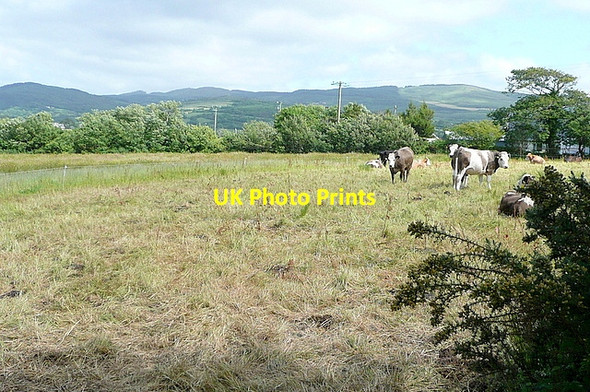 Photo 6"x4" Pasture at Clashadoo Durrus c2013