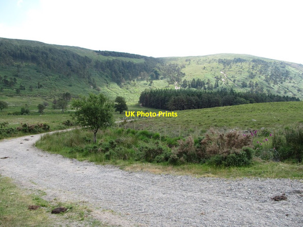 Photo 6"x4" Lane leading to forest plantations in the Shanky's Valley Hilltown\/J2128 c2013