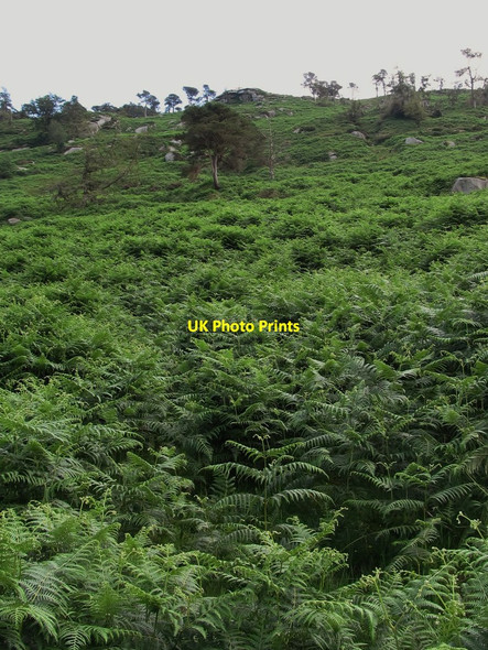 Photo 6"x4" Bracken infested slope below the Tievedockaragh Mass Station Hilltown\/J2128 c2013