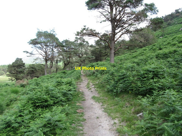 Photo 6"x4" The Mourne Way\/Ulster Way south of Santa's Cottage Hilltown\/J2128 c2013