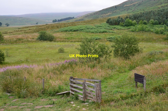 Photo 6"x4" Ettrickbridge Community Woodland Ettrickbridge c2013