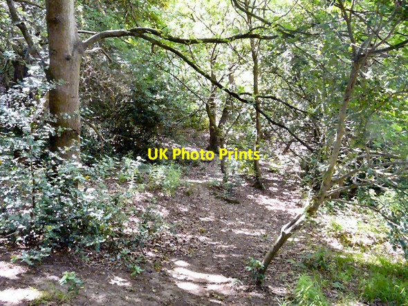 Photo 6"x4" Gower Hey Wood Hyde\/SJ9494 c2013