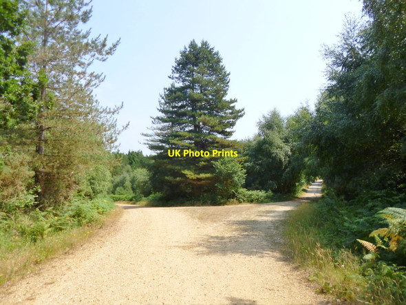 Photo 6"x4" Plumley, forestry road junction Alderholt c2013