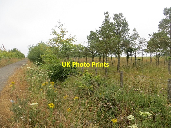 Photo 6"x4" Young woodland near Redhouse Woodend\/NT2096 c2013