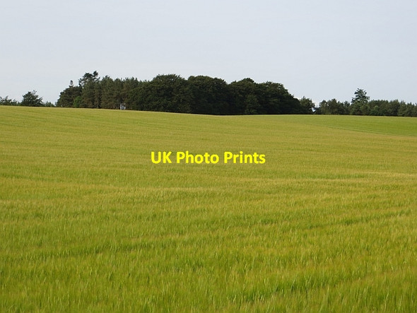 Photo 6"x4" Barley by Hatton Benthoul c2013