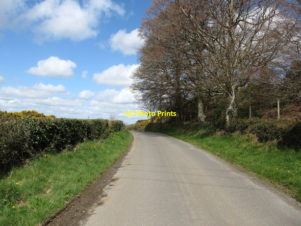 Photo 6"x4" Trees on the Carrive Road Forkhill c2013