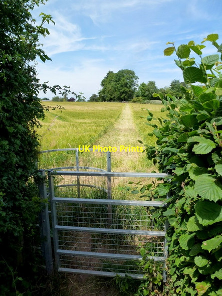 Photo 6"x4" Footpath across a barley crop Lea\/SO6521 c2013