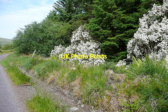 Photo 6"x4" Road side blossom Durrus c2013