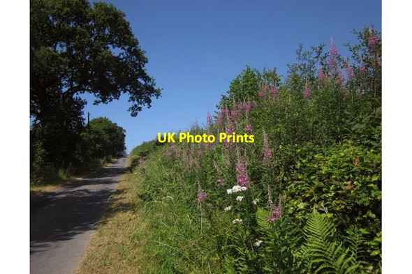 Photo 6"x4" Rosebay Willowherb near Grove House East Worlington c2013