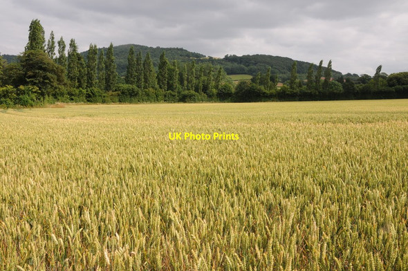 Photo 6"x4" Wheat field near Clocks Mill Clock Mills c2013