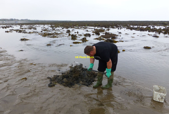 Photo 6"x4" Digging for bait in Mar Mouth Boulmer c2013