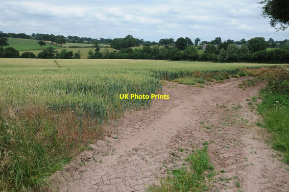 Photo 6"x4" Wheat field at Hardwicke Hardwicke\/SO2643 c2013