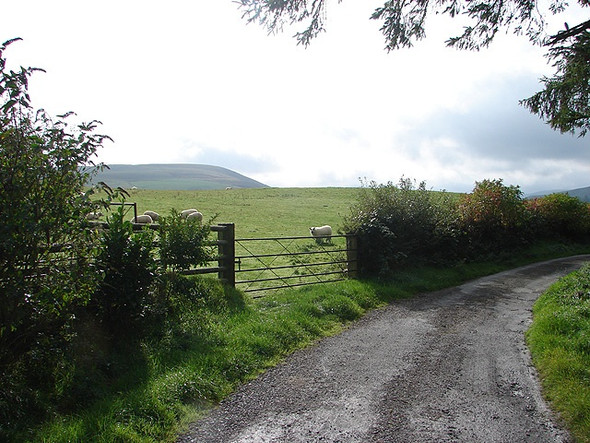 Photo 6"x4" Track to Deildref Farm Llangurig c2006