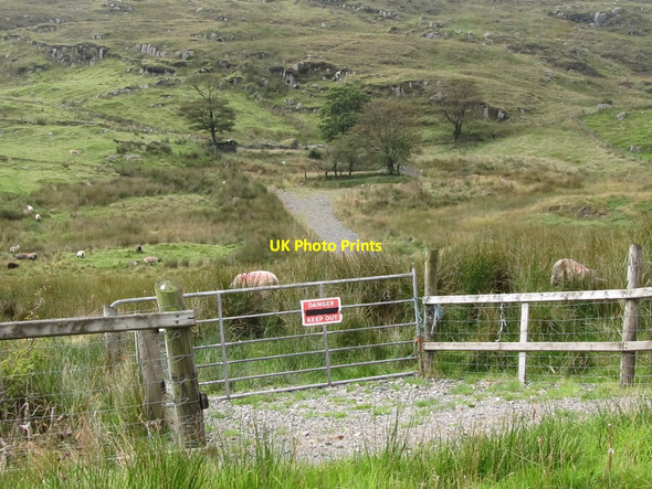 Photo 6"x4" Sheep grazing on the lower slopes of Legananny Mountain Finnis c2011