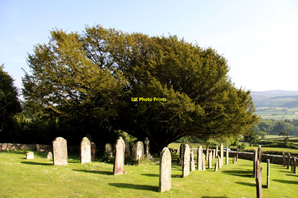 Photo 6"x4" A yew tree in the churchyard Blackford\/SS9245 c2013