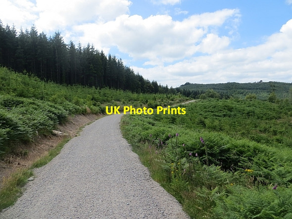 Photo 6"x4" Logging road, Dalbeattie Forest Palnackie c2013