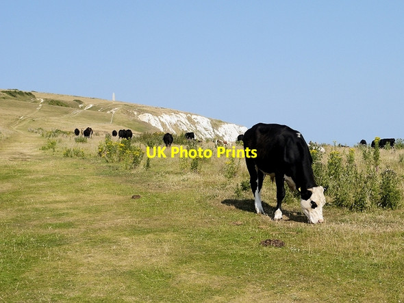 Photo 6"x4" Cows on The Coastal Path Yaverland\/SZ6185 c2013