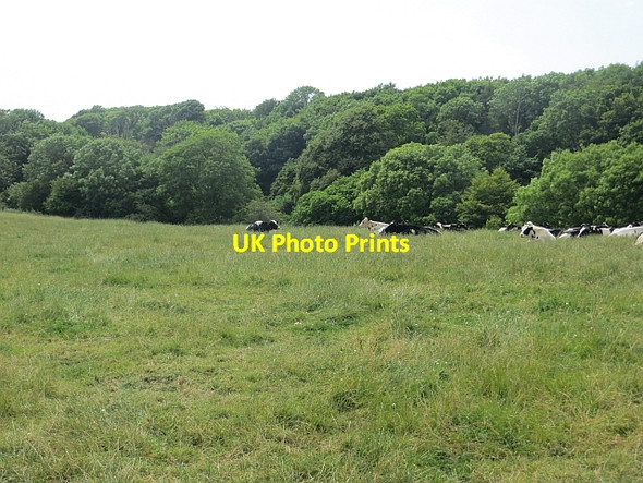 Photo 6"x4" Cattle, Netherlaw Dundrennan c2013