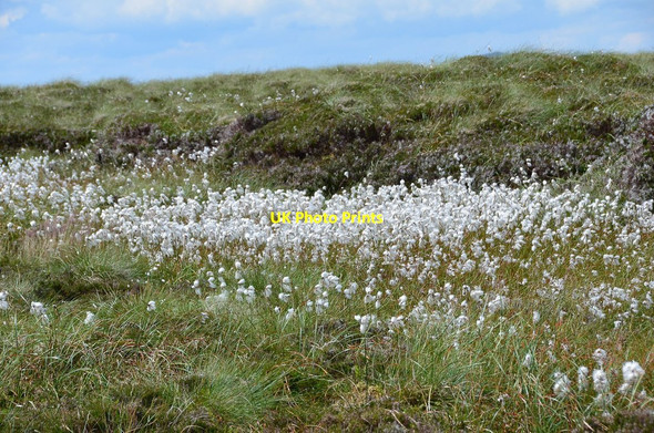 Photo 6"x4" Cotton grass on Scotland's watershed Culter Fell c2013