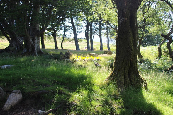 Photo 6"x4" An aged beech hedge in Glen Sannox Sannox c2013
