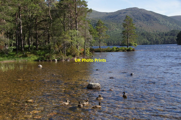 Photo 6"x4" Mallard on Loch an Eilein Doune\/NH8809 c2013