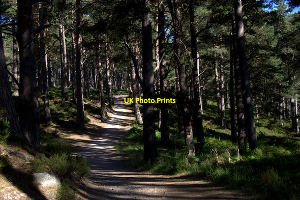 Photo 6"x4" Track in woodland beside Loch an Eilein Coylumbridge c2013