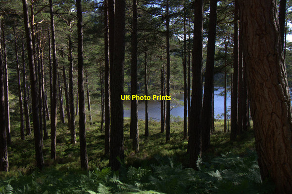 Photo 6"x4" Loch an Eilein through the trees Doune\/NH8809 c2013