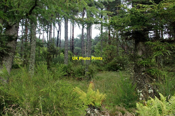 Photo 6"x4" Larch shelter belt at Wester Fisherton Fisherton\/NH7451 c2013