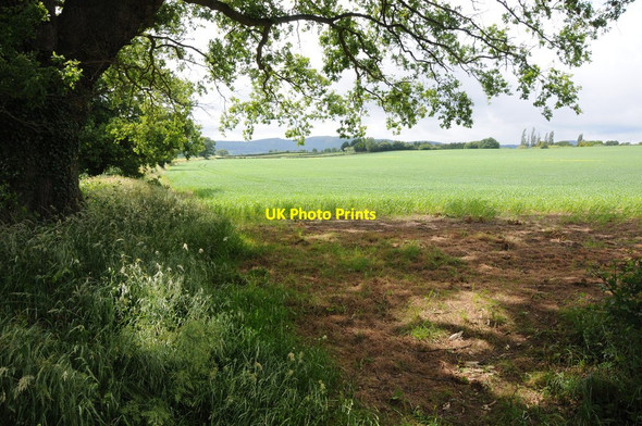 Photo 6"x4" Wheatfield below Upper Hook The Hook c2013