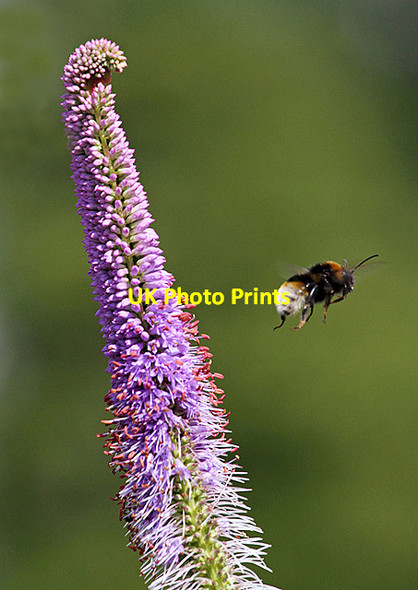 Photo 6"x4" Making a bee-line for another flower Kelso c2013