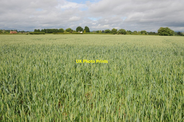 Photo 6"x4" Wheatfield near Lower Hook Duckswich c2013