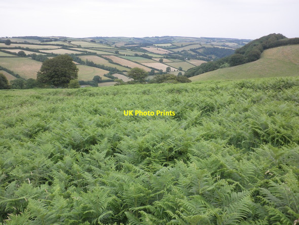 Photo 6"x4" View towards the Winn Brook Valley Withycombe\/SS8835 c2013