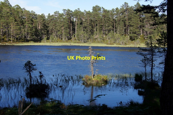 Photo 6"x4" Bay on the south side of Loch an Eilein Doune\/NH8809 c2013