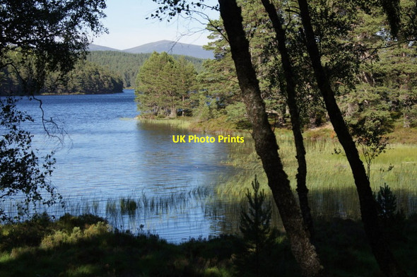 Photo 6"x4" West end of Loch an Eilein Doune\/NH8809 c2013 P1