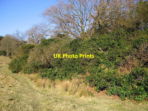 Photo 6"x4" Middle Hill, Hafod estate Cwmystwyth c2013