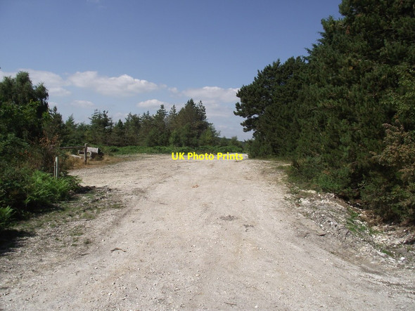 Photo 6"x4" Harcombe Hill plantation Harcombe\/SY1590 c2013