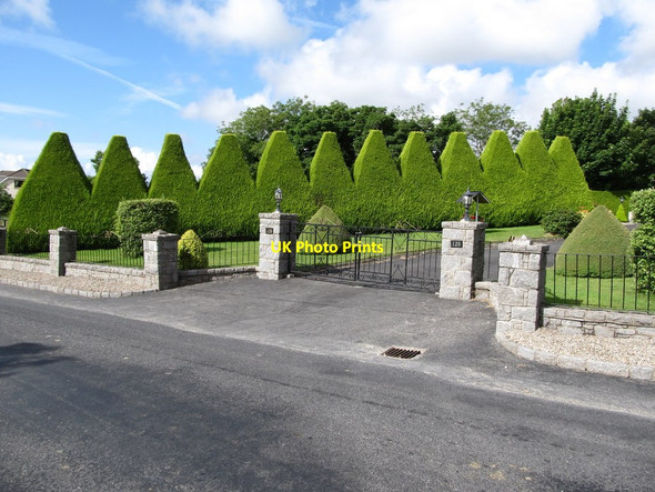 Photo 6"x4" Topiary in a garden on Tullyframe Road Attical c2013