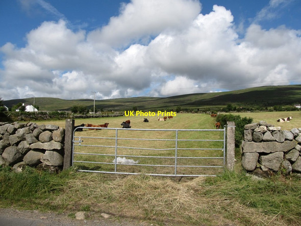 Photo 6"x4" Cattle on harvested hay fields on the Tullyframe Road Attical c2013
