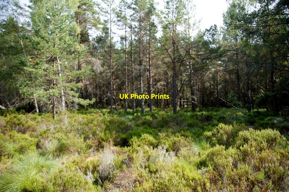 Photo 6"x4" Ellan Wood, Carrbridge Carrbridge \/ Drochaid Ch\u00e0rr c2013