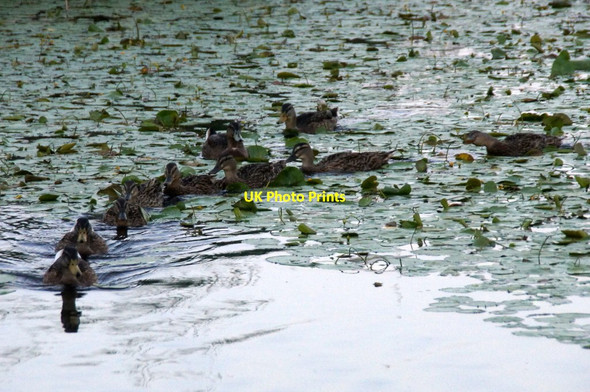Photo 6"x4" Mallard on the Leeds-Liverpool canal at Melling Maghull c2013