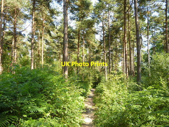 Photo 6"x4" Path, St. Leonard's Forest Coolhurst Wood\/TQ2029 c2013