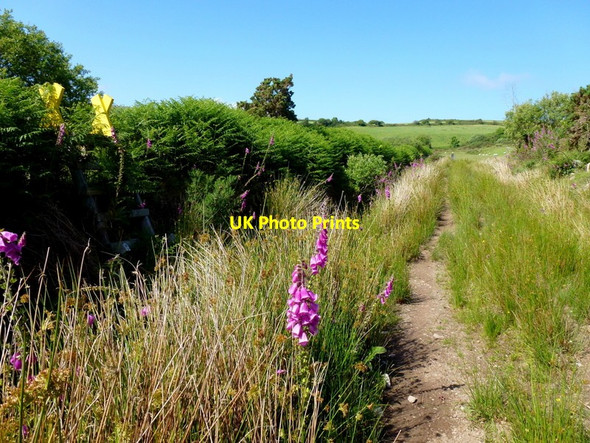 Photo 6"x4" A quiet stretch of the Sheep's Head Way Durrus c2013