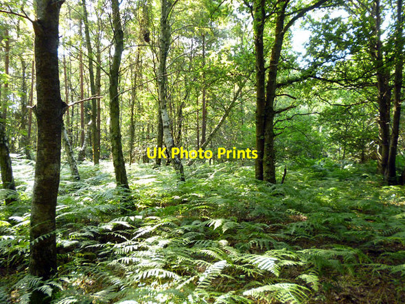 Photo 6"x4" Woodland, St. Leonard's Forest Coolhurst Wood\/TQ2029 c2013