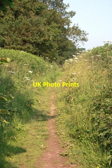 Photo 6"x4" Public Bridleway, Slingsby Bank Woods Slingsby c2013