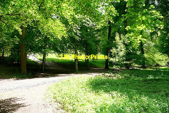 Photo 6"x4" Track junction in Great Wood Fawley\/SU7586 c2013